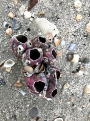 Megabalanus tintinnabulum