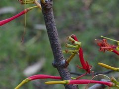 Dendrophthoe falcata