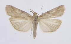 Hypochalcia propinquella