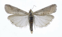 Isauria dilucidella