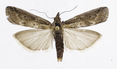 Isauria dilucidella