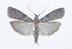 Laodamia faecella