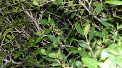 Chionanthus foveolatus