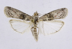 Merulempista cingillella