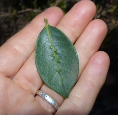 Chionanthus foveolatus