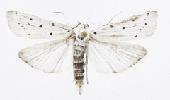 Myelois circumvoluta