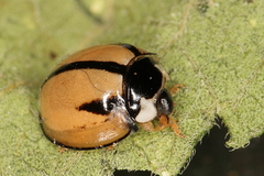 Cheilomenes propinqua