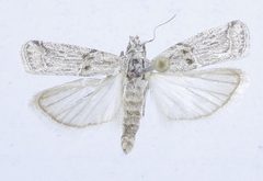 Neopempelia hieroglyphella