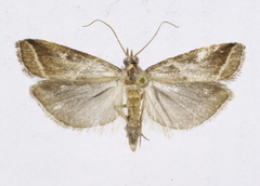 Nyctegretis lineana