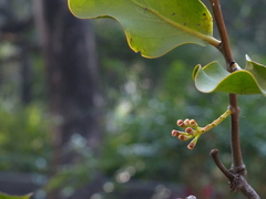 Dendrophthoe falcata