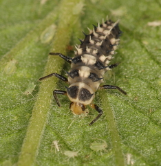 Cheilomenes propinqua