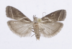 Nyctegretis triangulella