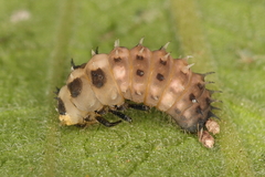 Cheilomenes propinqua