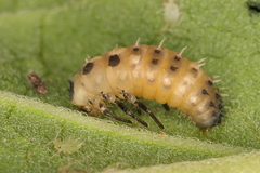 Cheilomenes propinqua