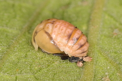 Cheilomenes propinqua