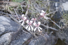 Pelargonium pinnatum