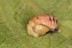 Cheilomenes propinqua