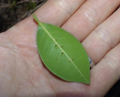 Chionanthus foveolatus