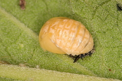 Cheilomenes propinqua