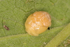 Cheilomenes propinqua