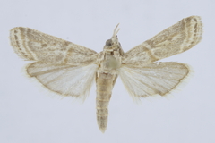 Parthia christophorella