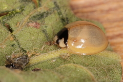 Cheilomenes propinqua