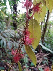 Columnea minor