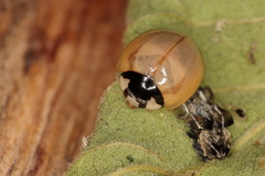 Cheilomenes propinqua