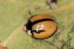 Cheilomenes propinqua