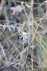 Pelargonium tabulare