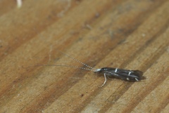 Athripsodes albifrons