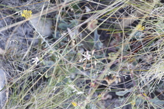 Pelargonium tabulare