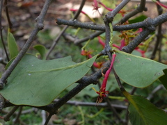 Dendrophthoe falcata