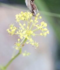 Glia prolifera
