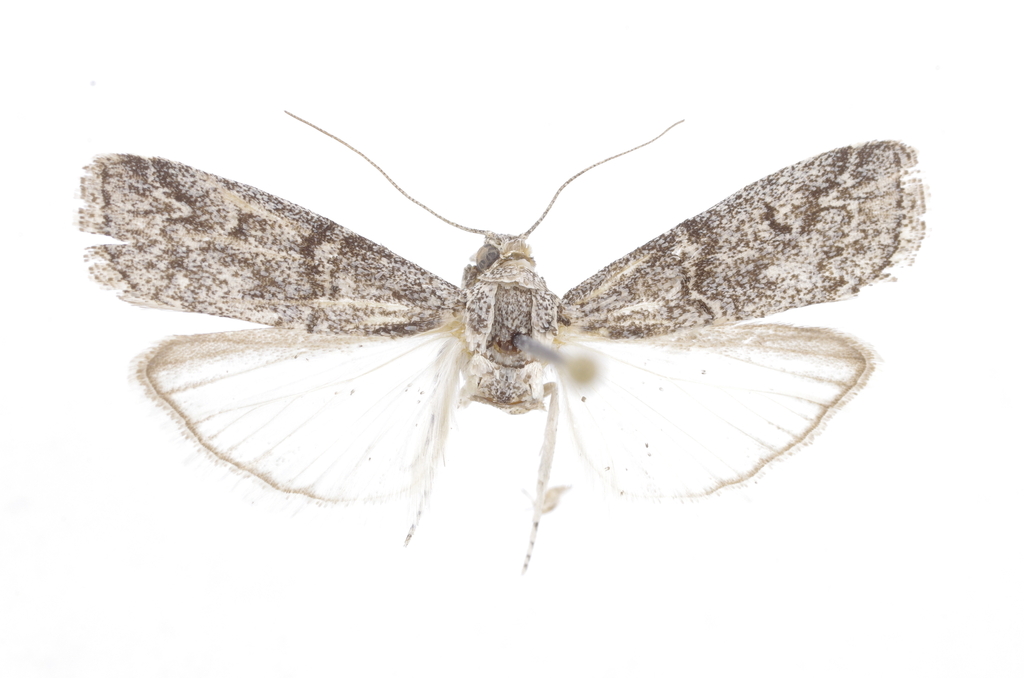 Phycita aceris