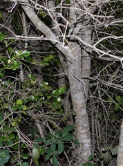 Chionanthus foveolatus