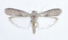 Phycita diaphana
