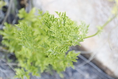 Glia prolifera