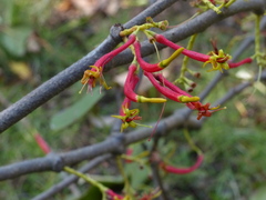 Dendrophthoe falcata
