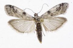 Phycitodes binaevella