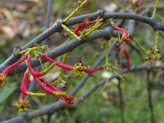 Dendrophthoe falcata