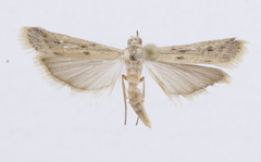 Phycitodes lacteella