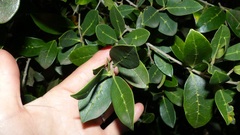 Chionanthus foveolatus