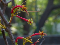 Dendrophthoe falcata