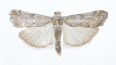 Pterothrixidia rufella