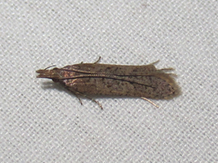 Dichomeris ligulella