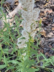 Solidago mexicana