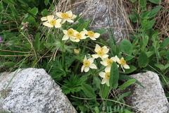 Anemonastrum speciosum