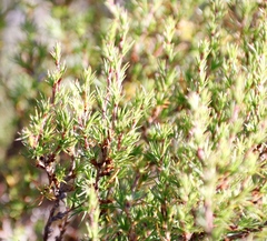 Cliffortia atrata