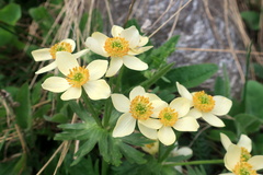 Anemonastrum speciosum